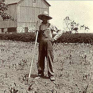 Hoeing corn